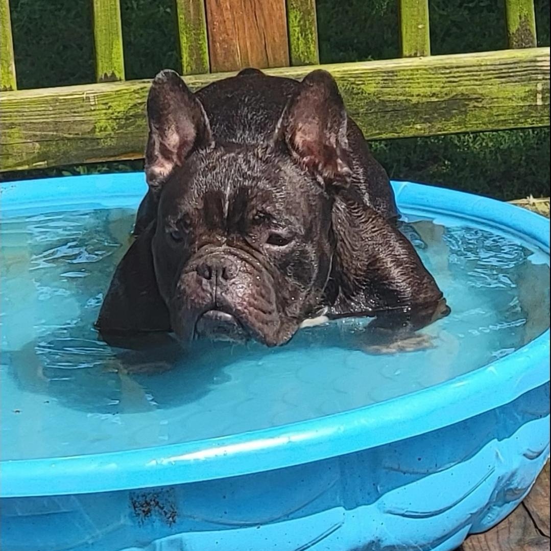 Enlarge Colton, a Adoptable French Bulldog in CAPE MAY, NJ image 1/5