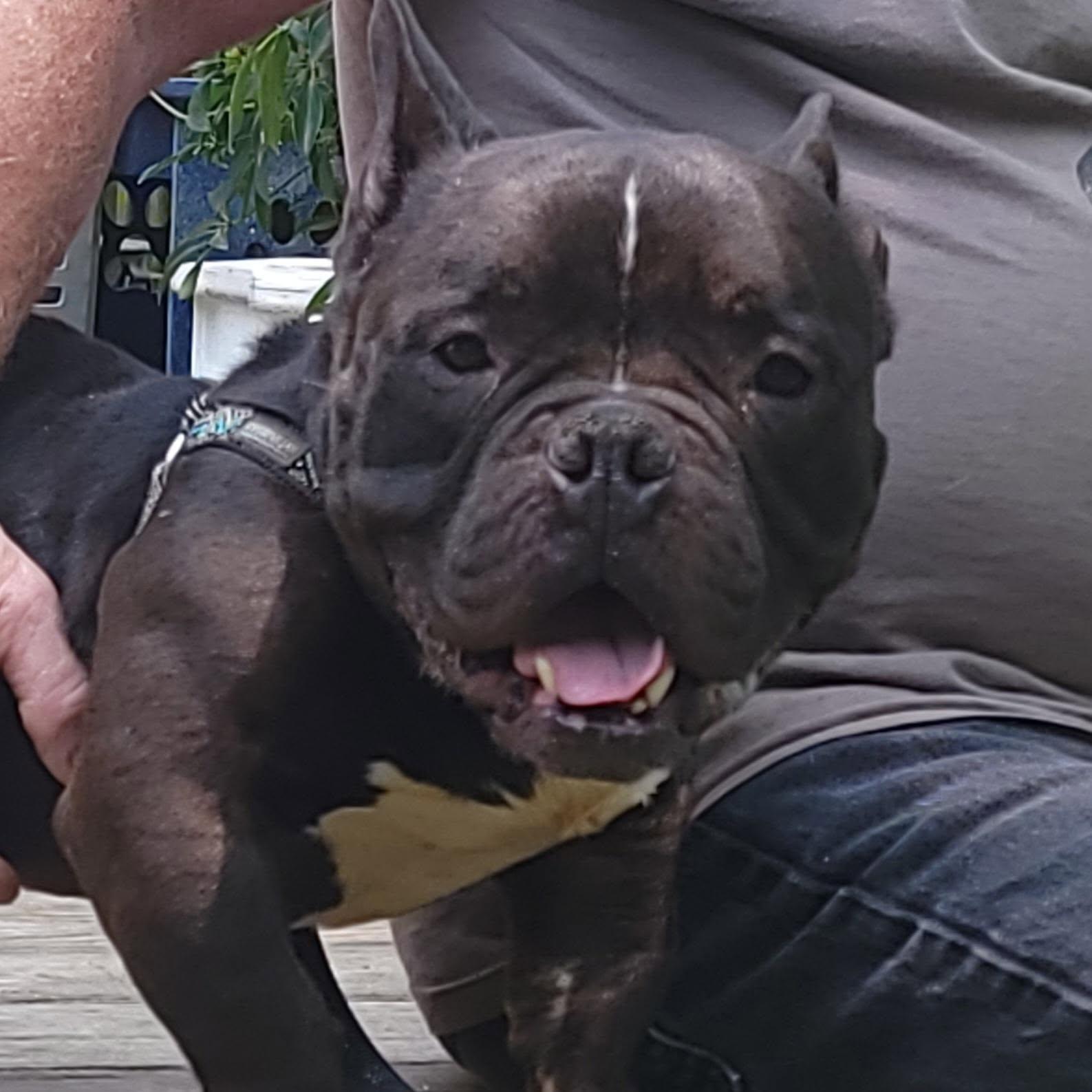 Enlarge Colton, a Adoptable French Bulldog in CAPE MAY, NJ image 2/5