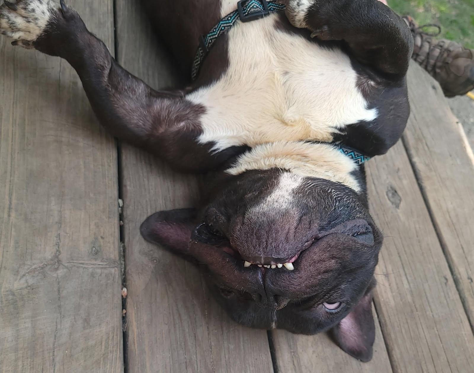 Enlarge Colton, a Adoptable French Bulldog in CAPE MAY, NJ image 5/5