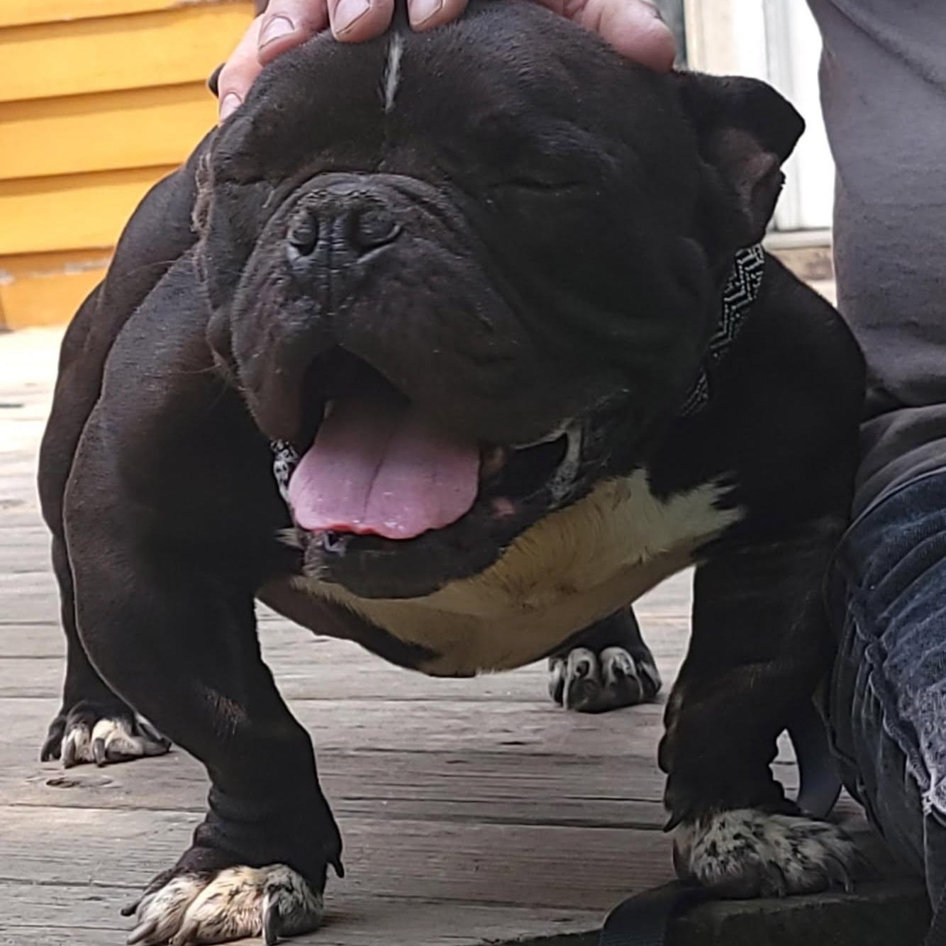 Enlarge Colton, a Adoptable French Bulldog in CAPE MAY, NJ image 3/5