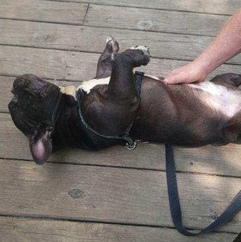 Enlarge Colton, a Adoptable French Bulldog in CAPE MAY, NJ image 4/5