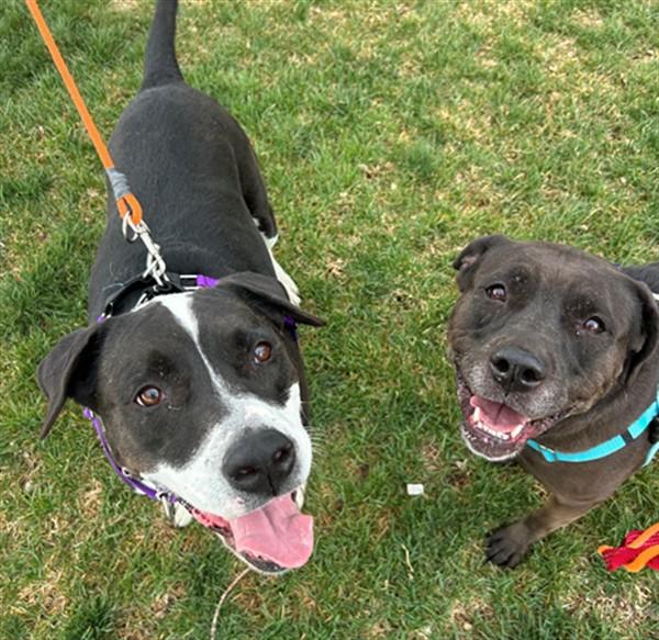 Enlarge PIPER, a Adoptable mixed breed in Brighton, CO image 1/1