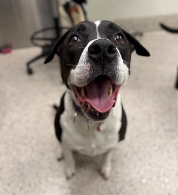 PIPER, a Adoptable mixed breed in Brighton, CO image 2/2