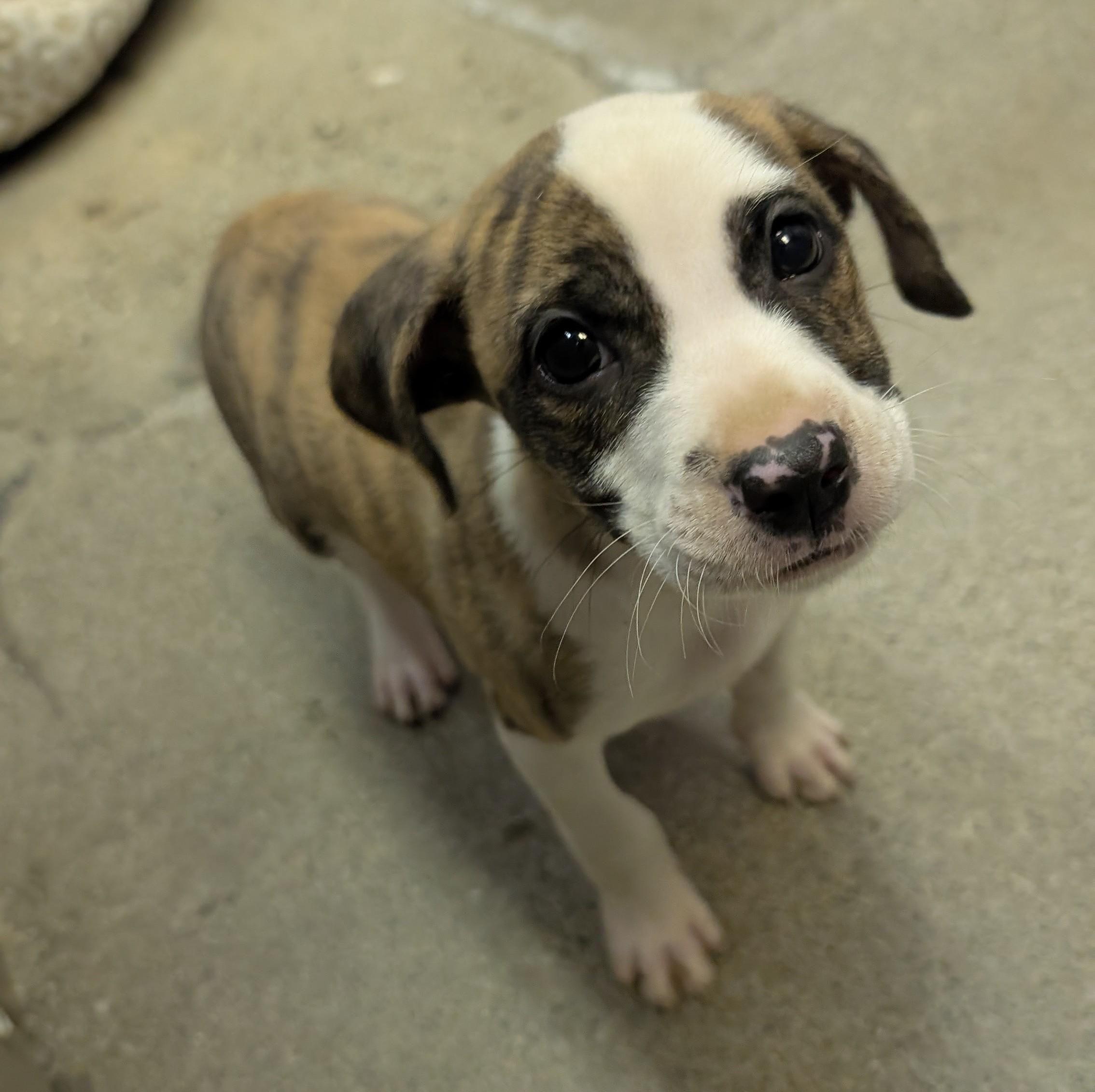 Enlarge Scooter McGoober, an adopted mixed breed in Thousand Oaks, CA image 1/1