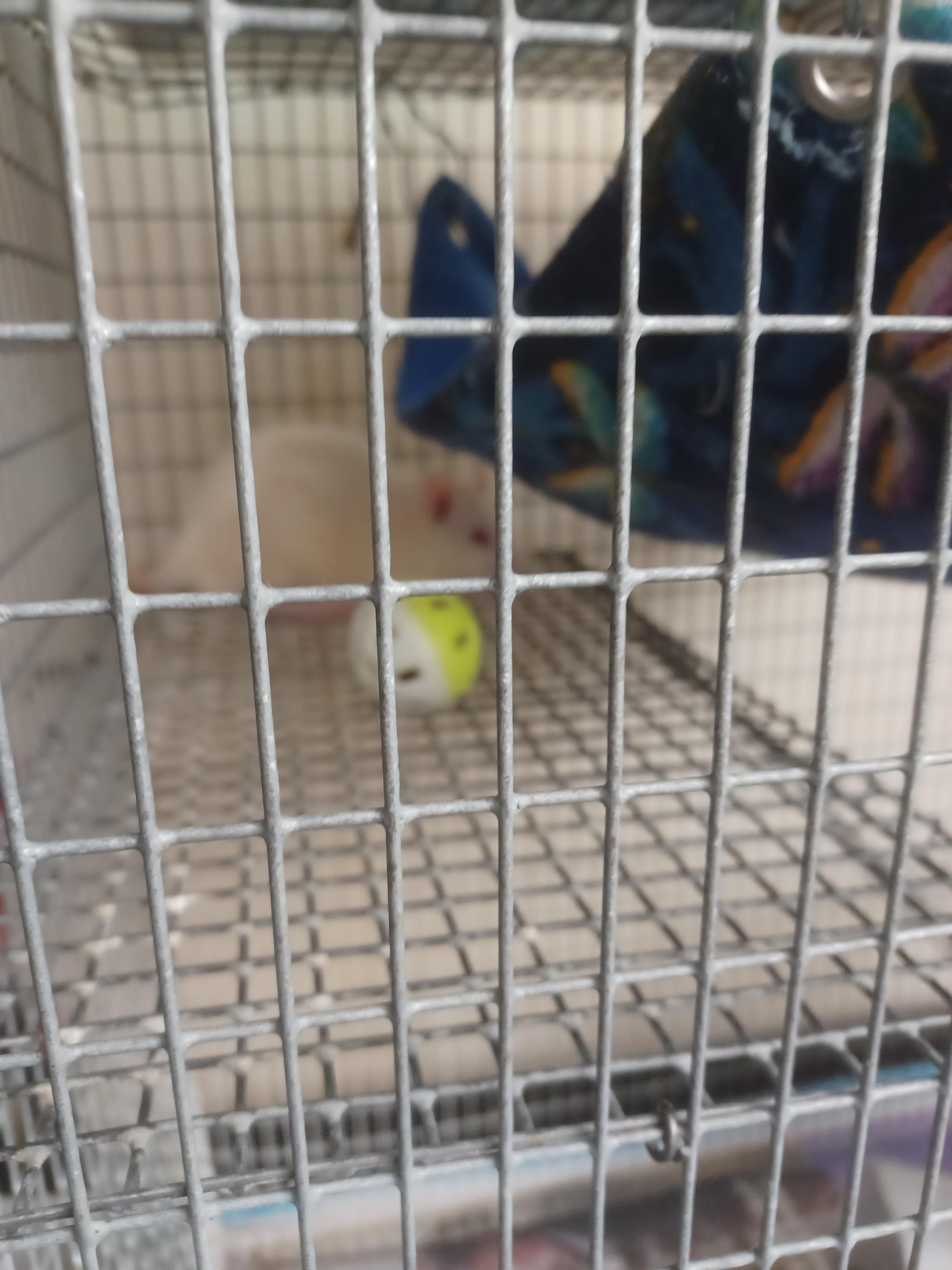 SALVATORE, Adopted, Baby Male Rat.