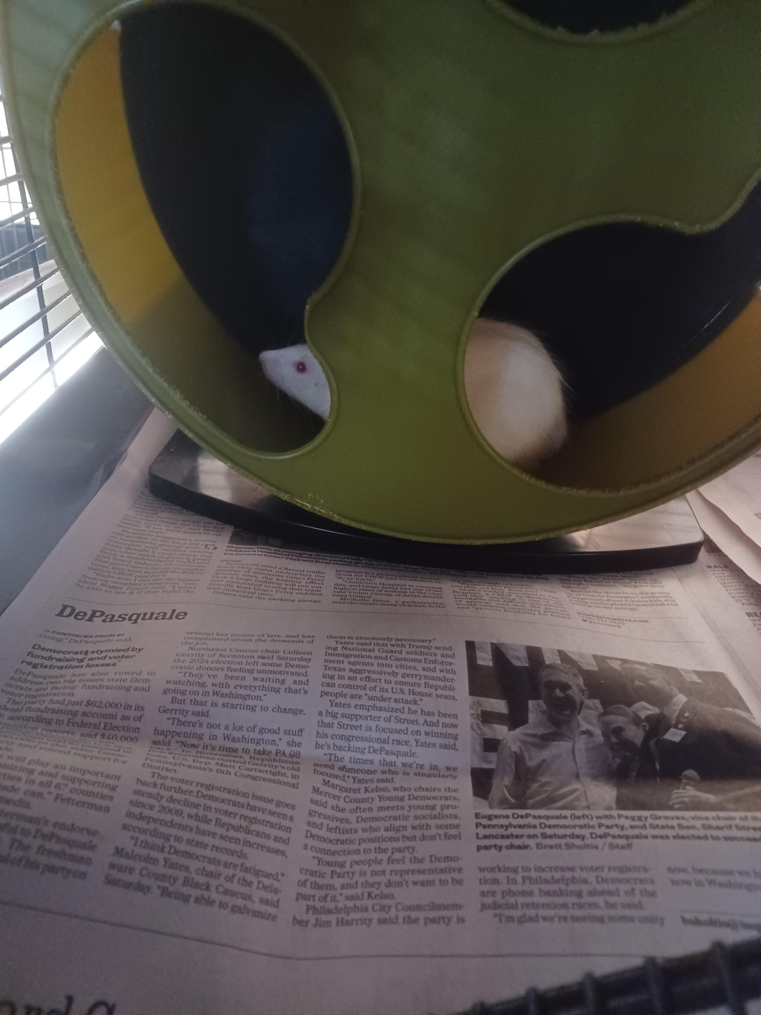 Enlarge SALVATORE, a Adopted Rat in Philadelphia, PA image 3/3