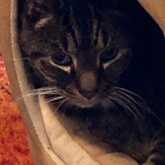 Coconut, Adoptable, Senior Male Domestic Short Hair.