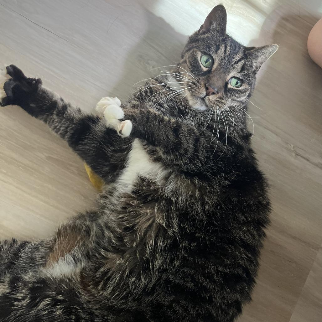Enlarge Coconut, a Adoptable Domestic Short Hair in Wakefield, MA image 2/4
