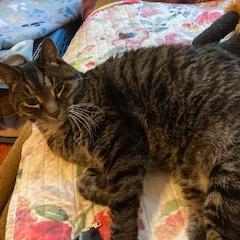 Enlarge Coconut, a Adoptable Domestic Short Hair in Wakefield, MA image 3/4