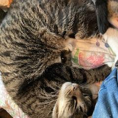Enlarge Coconut, a Adoptable Domestic Short Hair in Wakefield, MA image 4/4