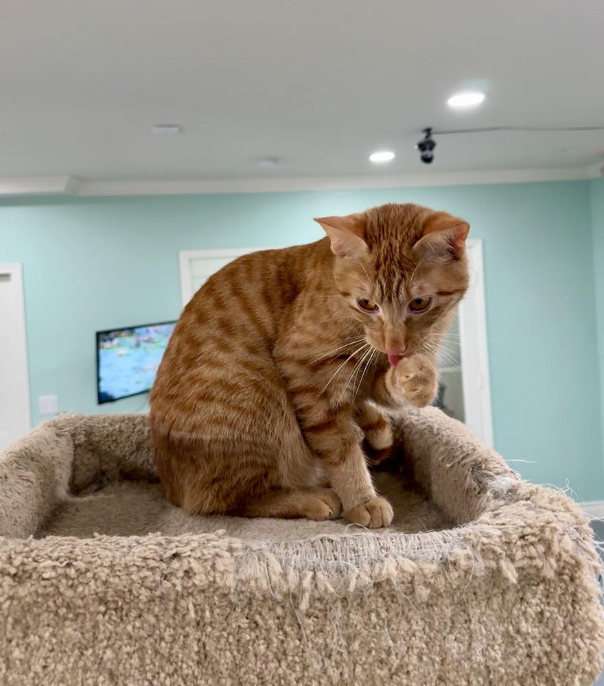 Chip, Adoptable, Adult Male Domestic Short Hair.