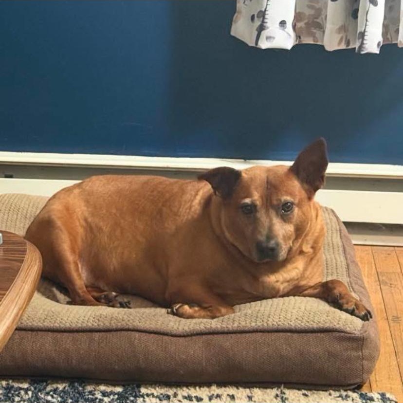 Enlarge Espresso, a Adoptable mixed breed in Philadelphia, PA image 4/6