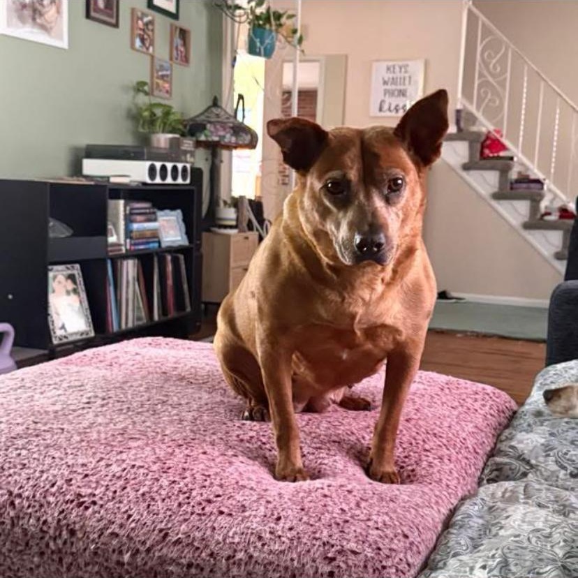 Enlarge Espresso, a Adoptable mixed breed in Philadelphia, PA image 5/6