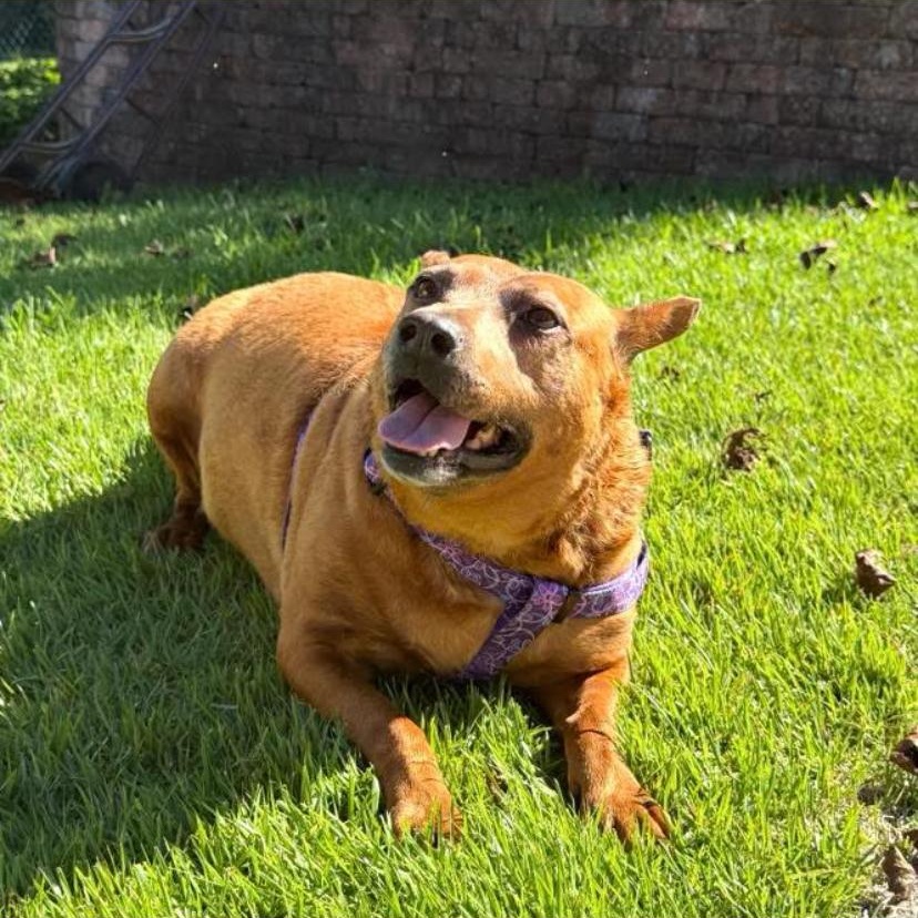 Enlarge Espresso, a Adoptable mixed breed in Philadelphia, PA image 2/6
