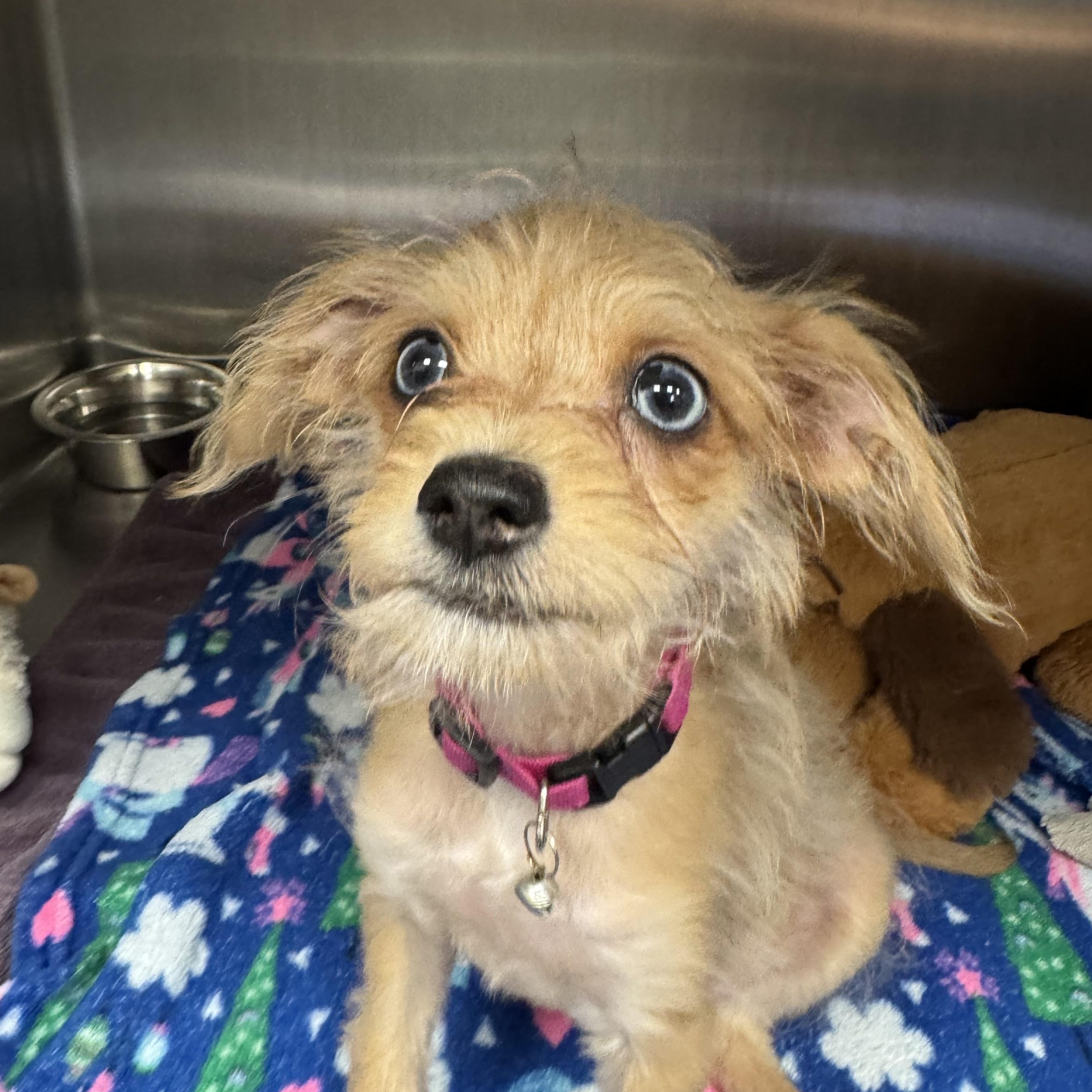 Firecracker, adopted, Puppy Female Terrier.