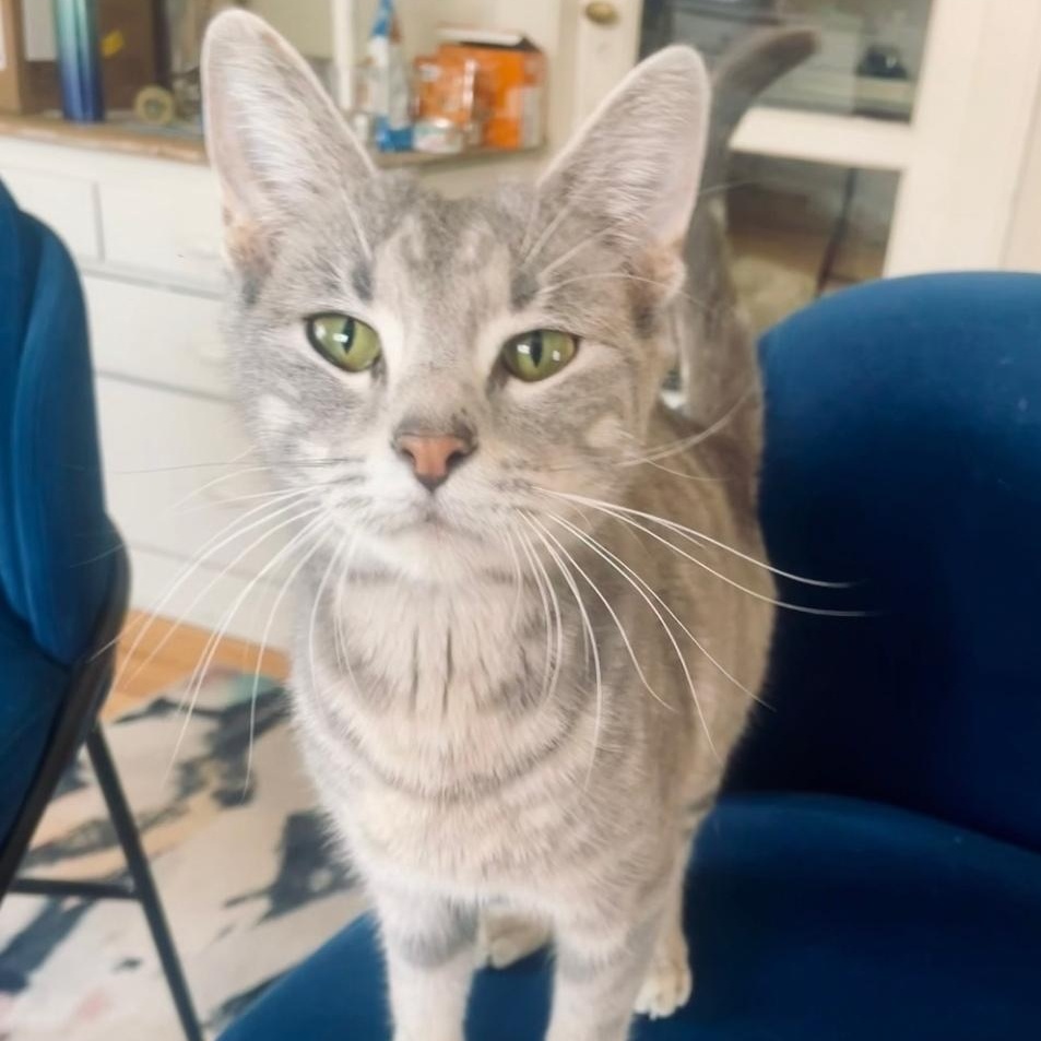 Piper , Adoptable, Young Female Domestic Short Hair.