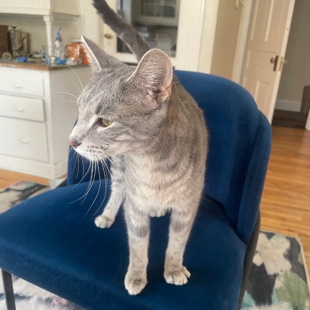 Enlarge Piper , a Adoptable Domestic Short Hair in Chicago, IL image 3/3