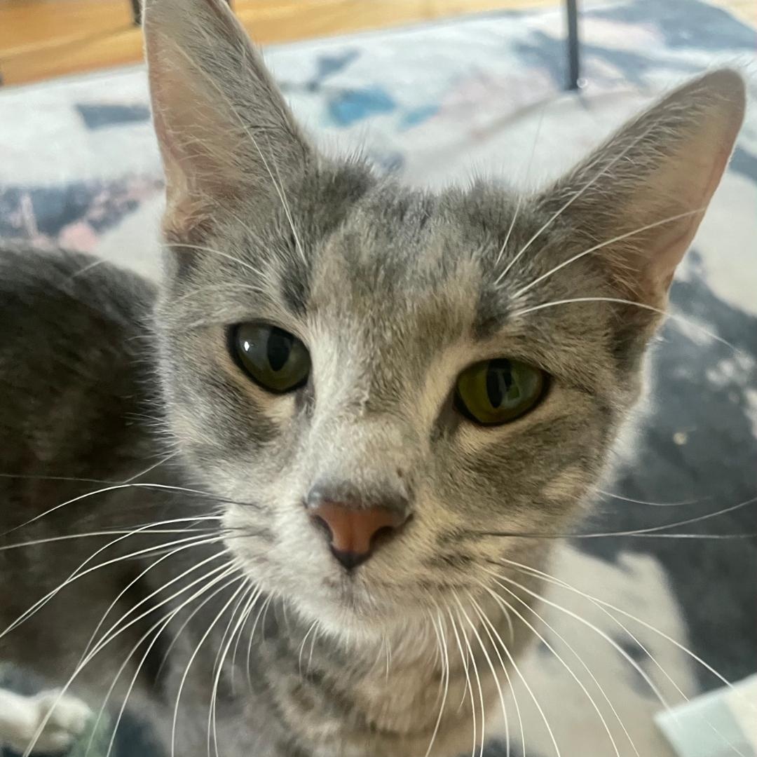 Enlarge Piper , a Adoptable Domestic Short Hair in Chicago, IL image 2/3