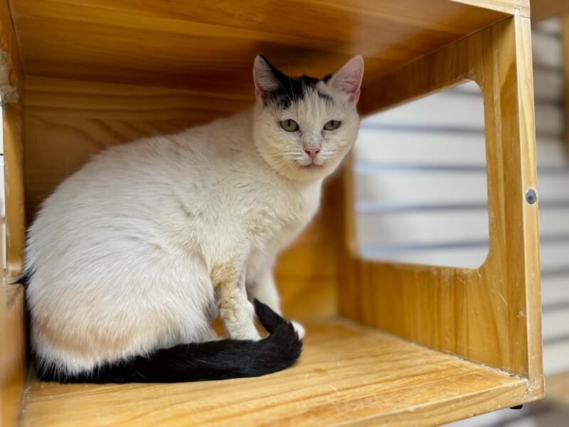 Germ, Adoptable, Adult Female Domestic Short Hair.