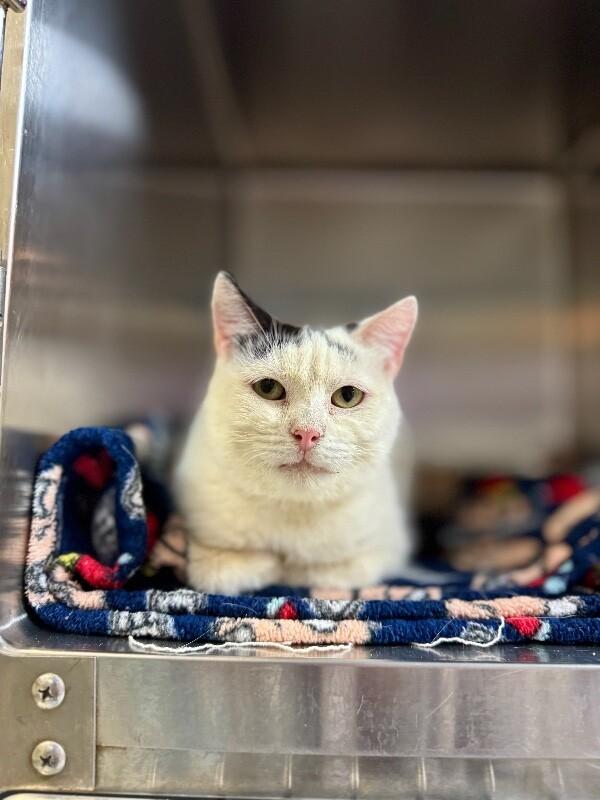 Germ, Adoptable, Adult Female Domestic Short Hair.