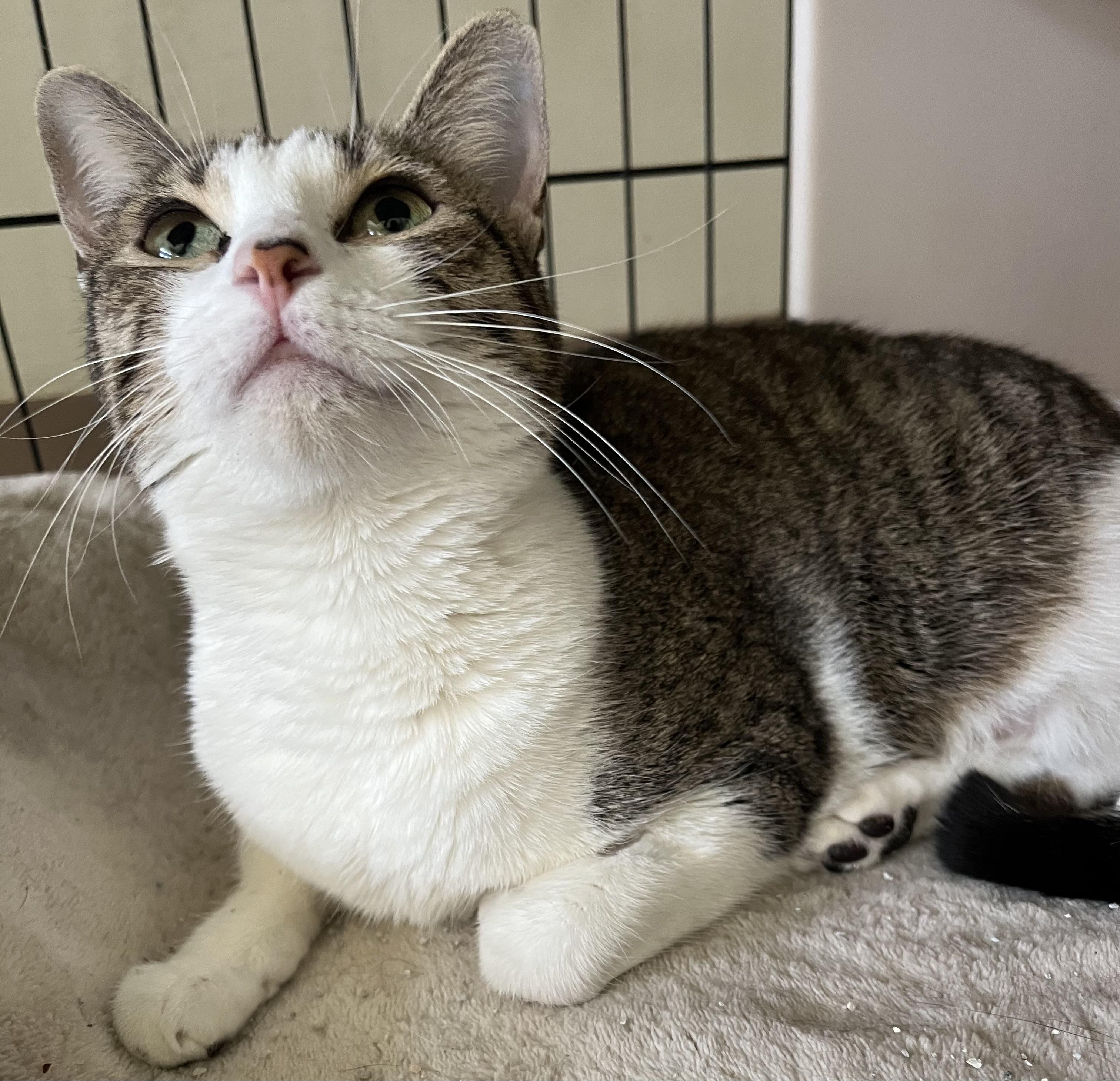 Juliet, a Adoptable Domestic Short Hair in Moline, IL image 4/4