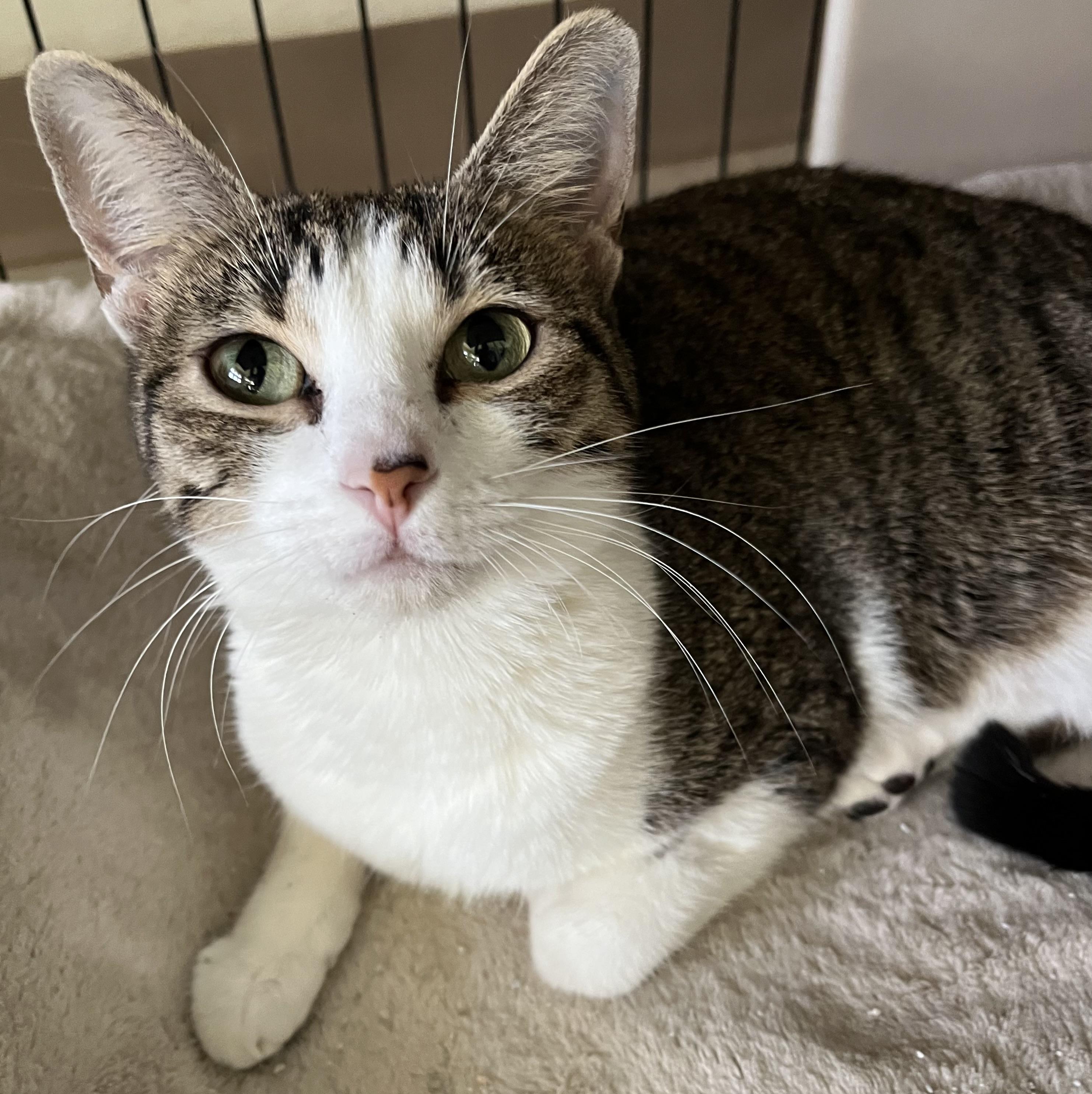 Juliet, Adoptable, Adult Female Domestic Short Hair.