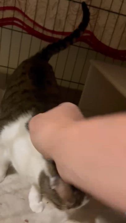 Enlarge Juliet, a Adoptable Domestic Short Hair in Moline, IL video 2/4