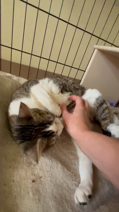 Enlarge Juliet, a Adoptable Domestic Short Hair in Moline, IL video 3/4