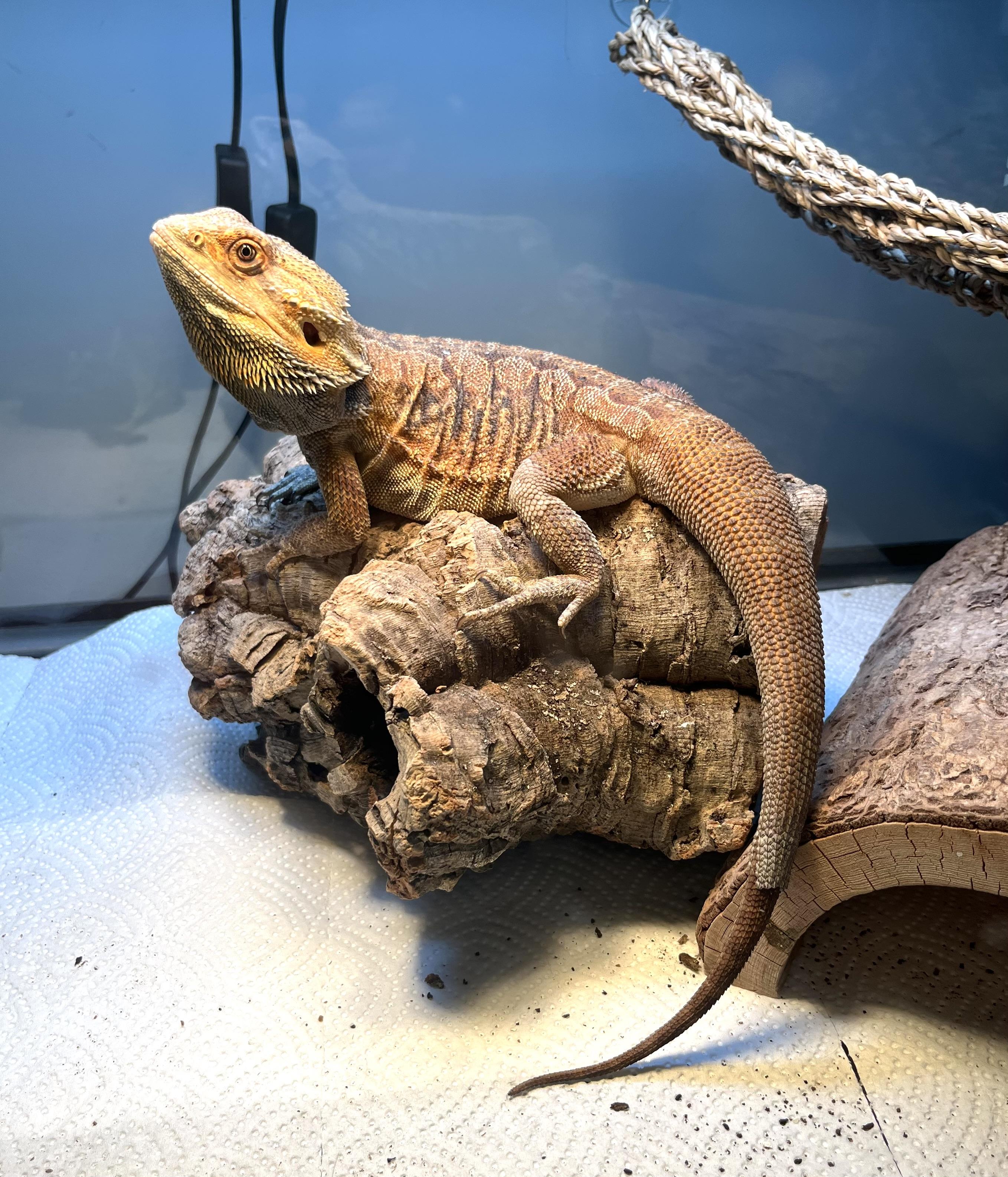 Enlarge Ruby, a Adopted Bearded Dragon in Woodlynne, NJ image 1/4