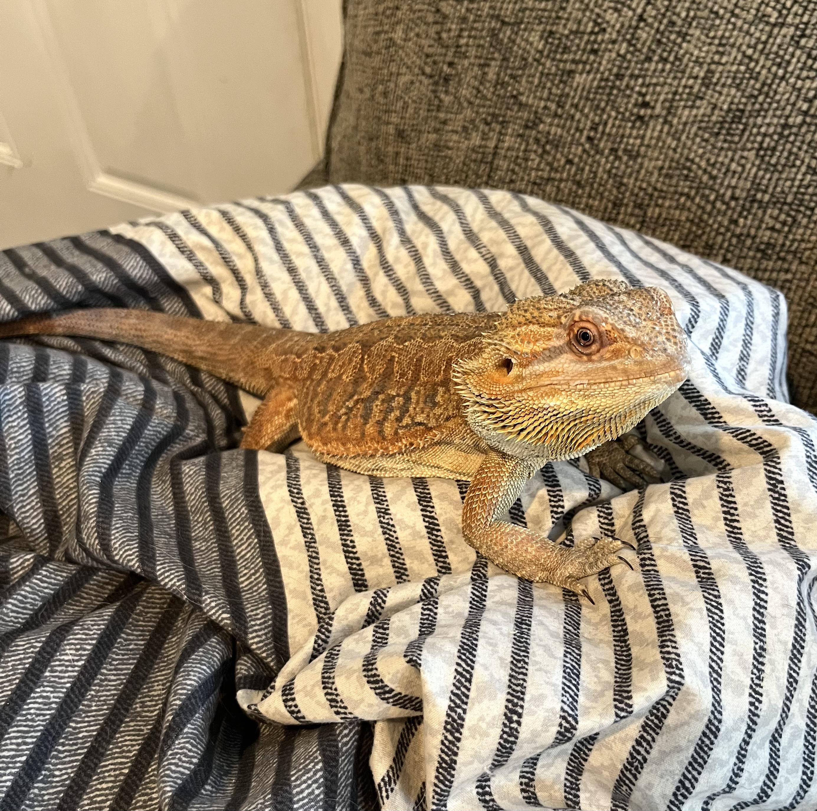 Enlarge Ruby, a Adopted Bearded Dragon in Woodlynne, NJ image 4/4