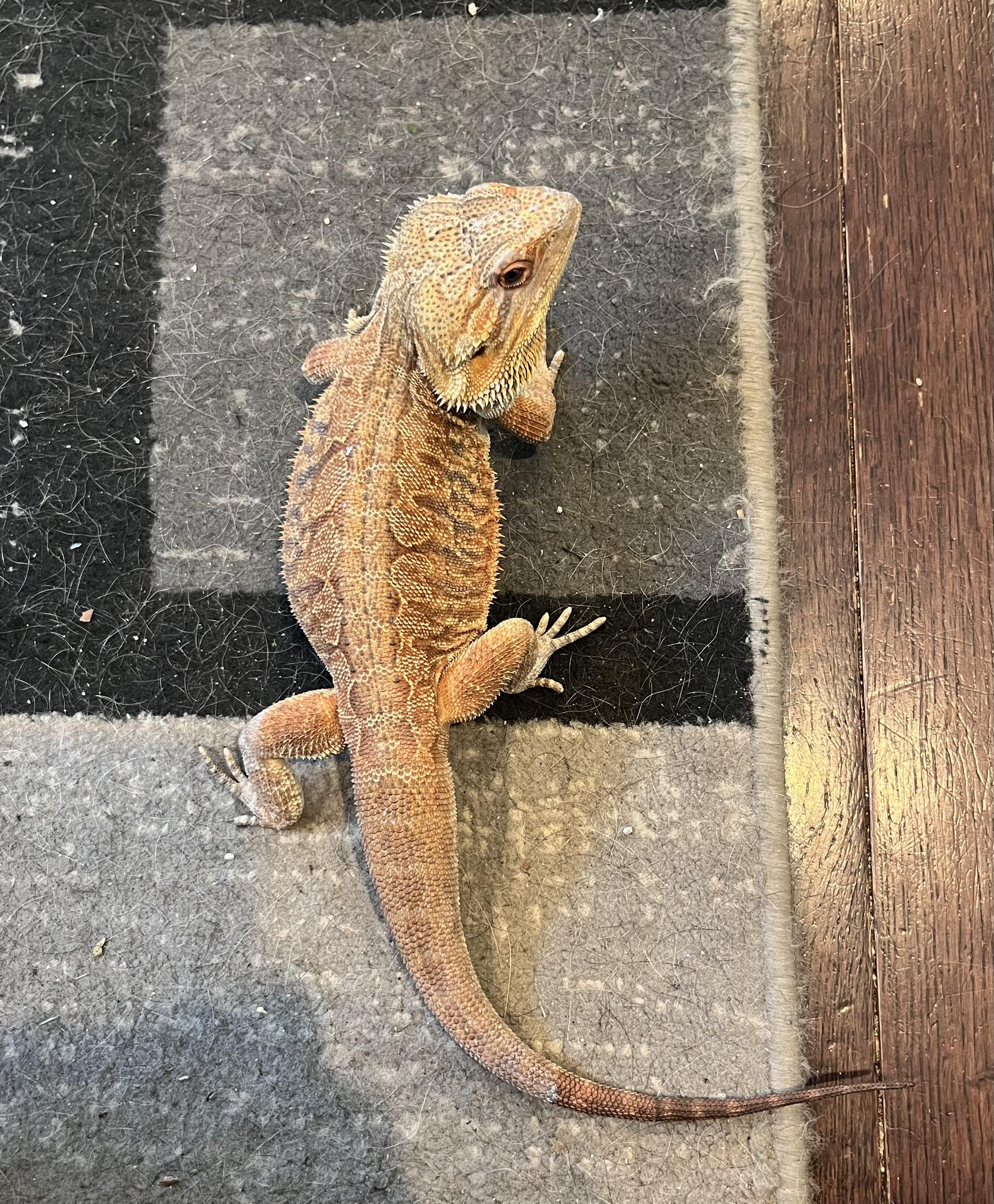 Enlarge Ruby, a Adopted Bearded Dragon in Woodlynne, NJ image 3/4