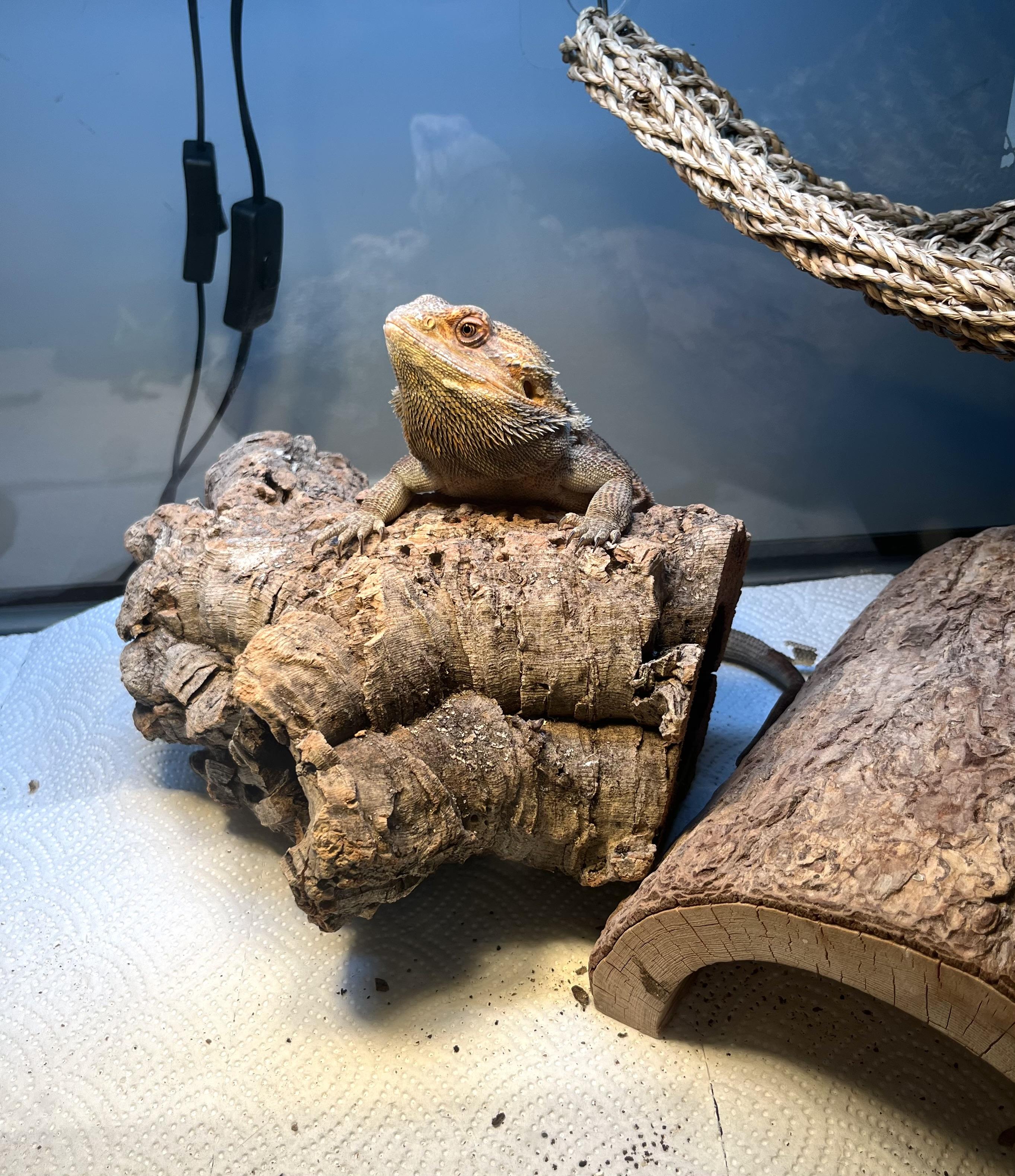 Enlarge Ruby, a Adopted Bearded Dragon in Woodlynne, NJ image 2/4