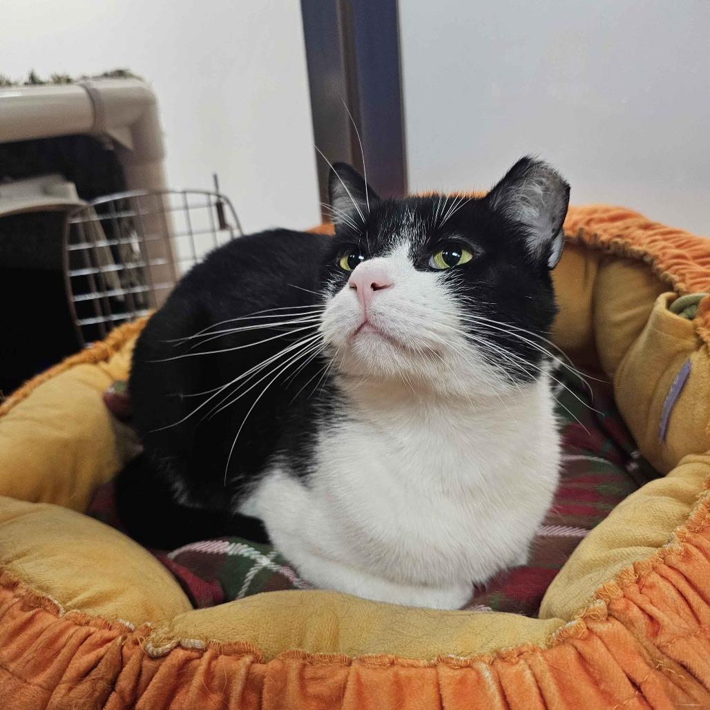 Oreo, Adoptable, Adult Male Domestic Short Hair.
