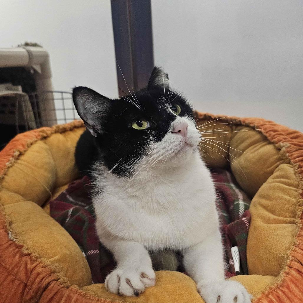 Oreo, a Adoptable Domestic Short Hair in Houston, TX image 2/4