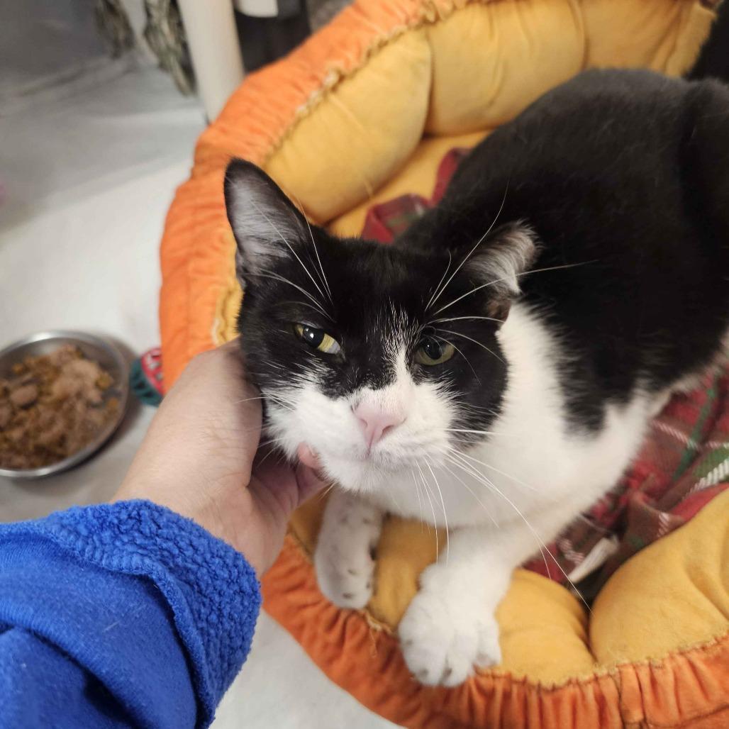 Oreo, a Adoptable Domestic Short Hair in Houston, TX image 3/4