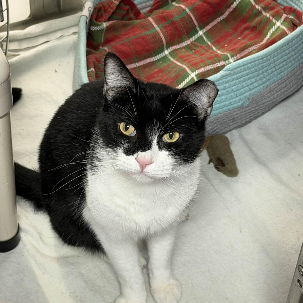 Oreo, a Adoptable Domestic Short Hair in Houston, TX image 4/4
