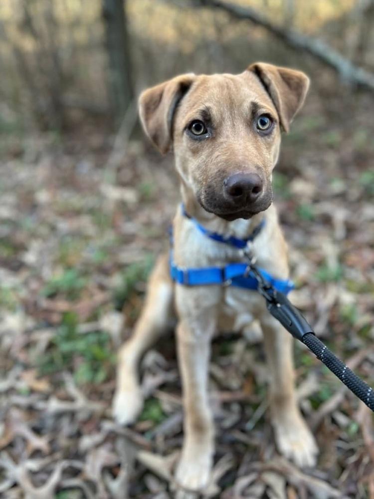 Nugget, Adoptable, Puppy Male Mixed Breed.