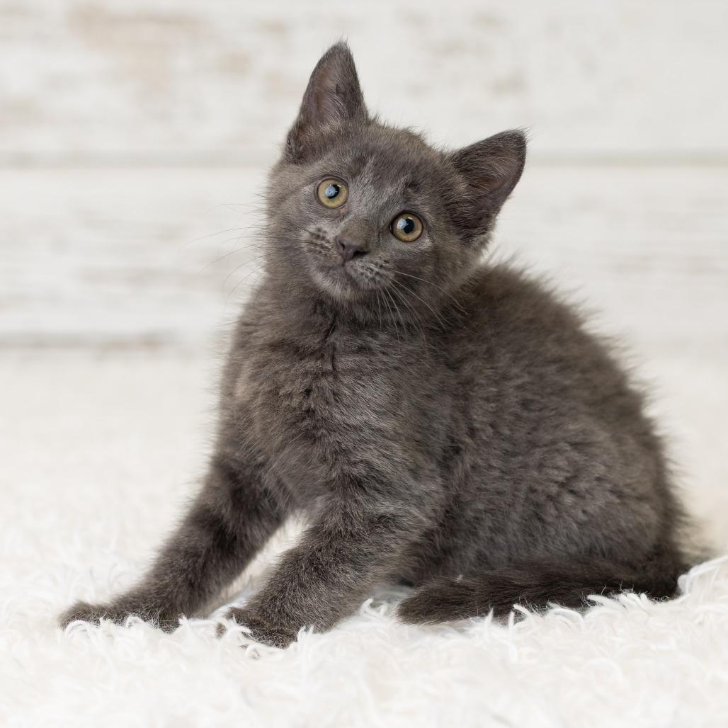 Shelley, Adoptable, Kitten Female Domestic Short Hair.