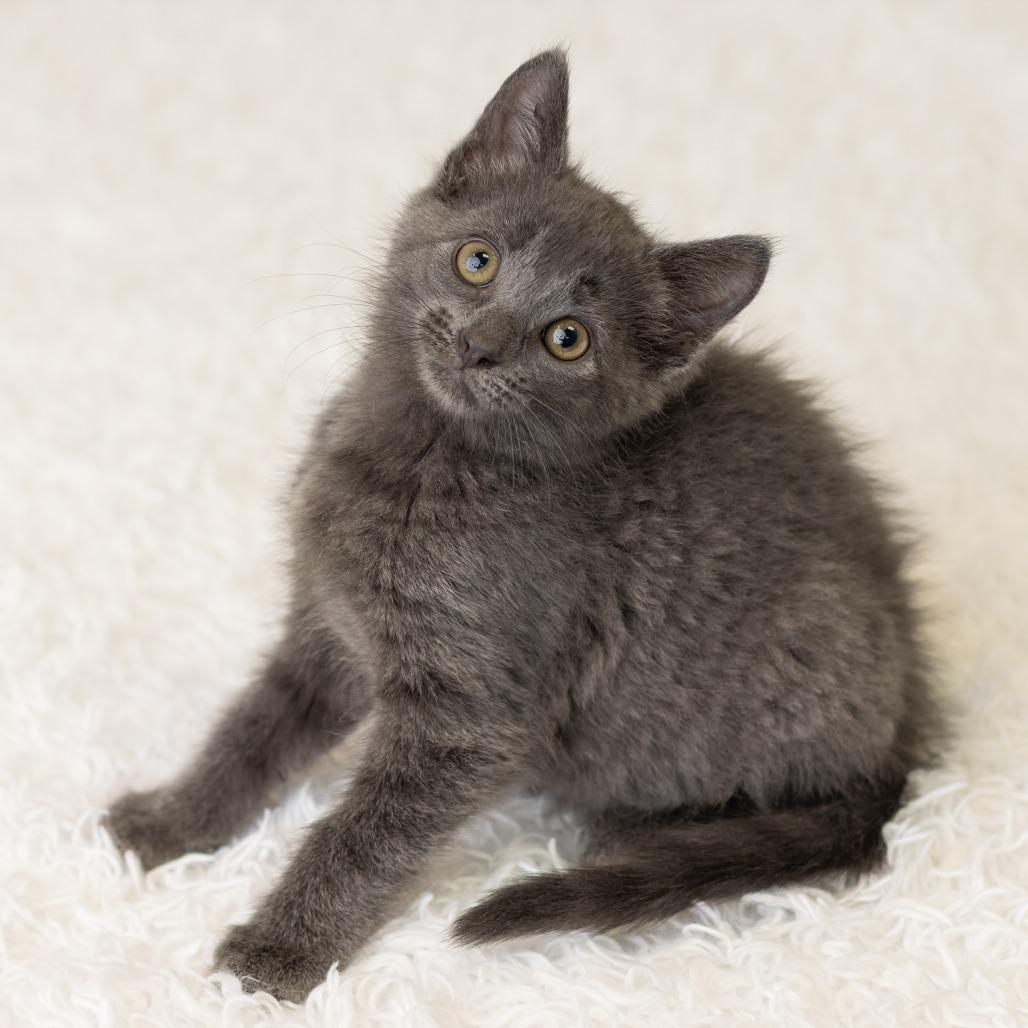 Enlarge Shelley, a Adoptable Domestic Short Hair in St. Paul, MN image 2/6