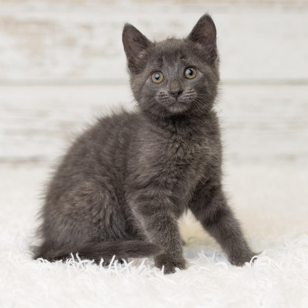 Enlarge Shelley, a Adoptable Domestic Short Hair in St. Paul, MN image 3/6