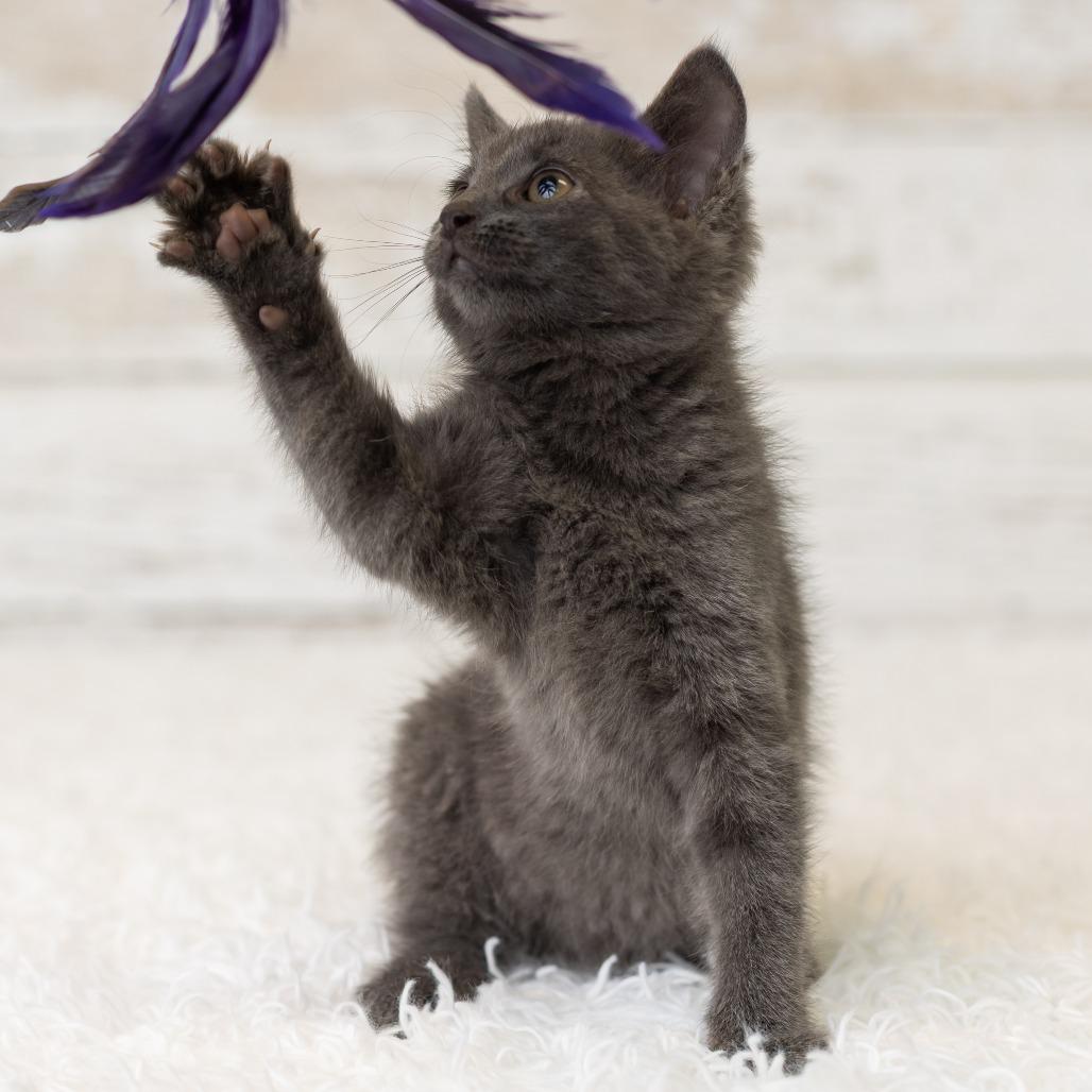 Enlarge Shelley, a Adoptable Domestic Short Hair in St. Paul, MN image 4/6