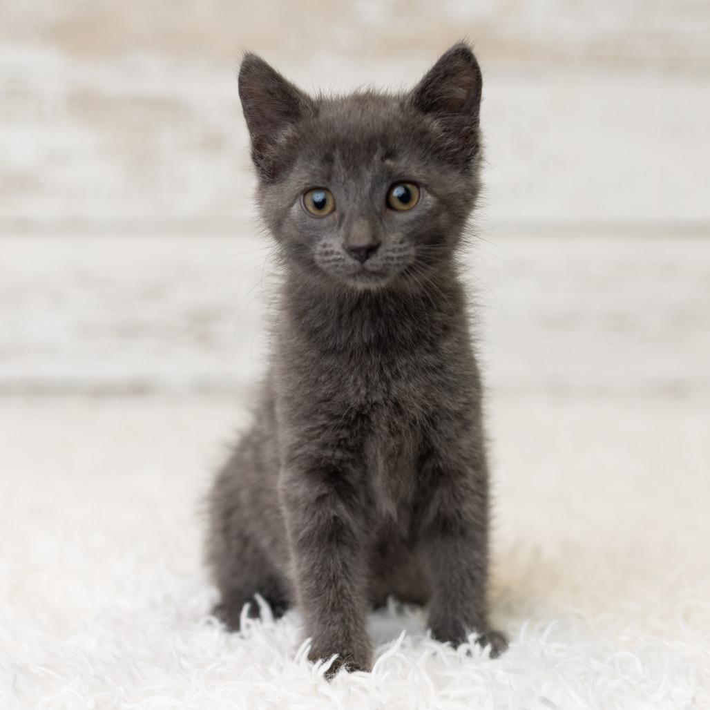 Enlarge Shelley, a Adoptable Domestic Short Hair in St. Paul, MN image 5/6