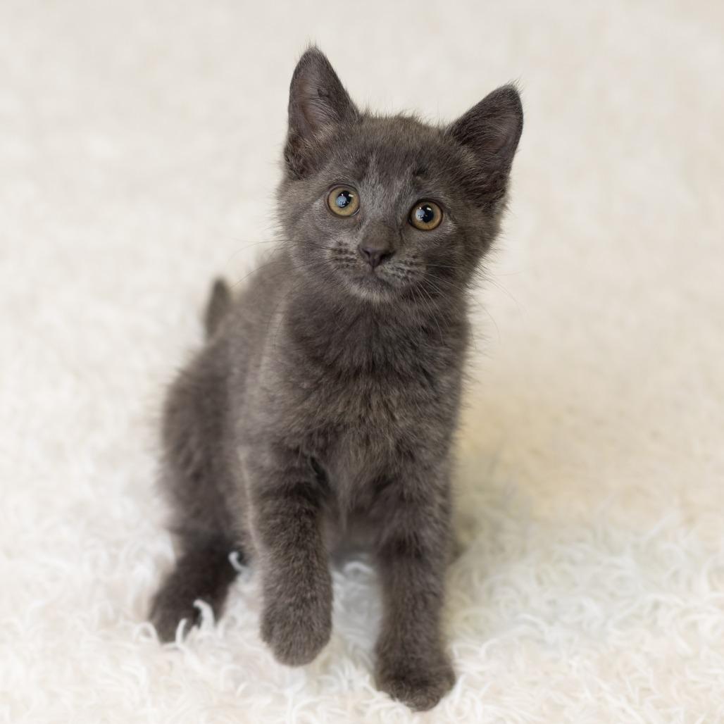 Enlarge Shelley, a Adoptable Domestic Short Hair in St. Paul, MN image 6/6