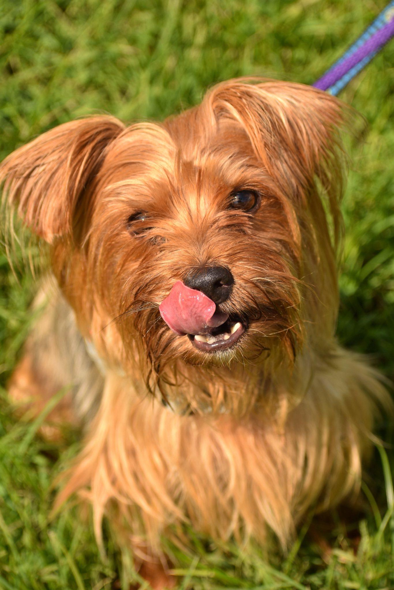 Kieran, a Adoptable Yorkshire Terrier in Edgewood, MD image 6/6
