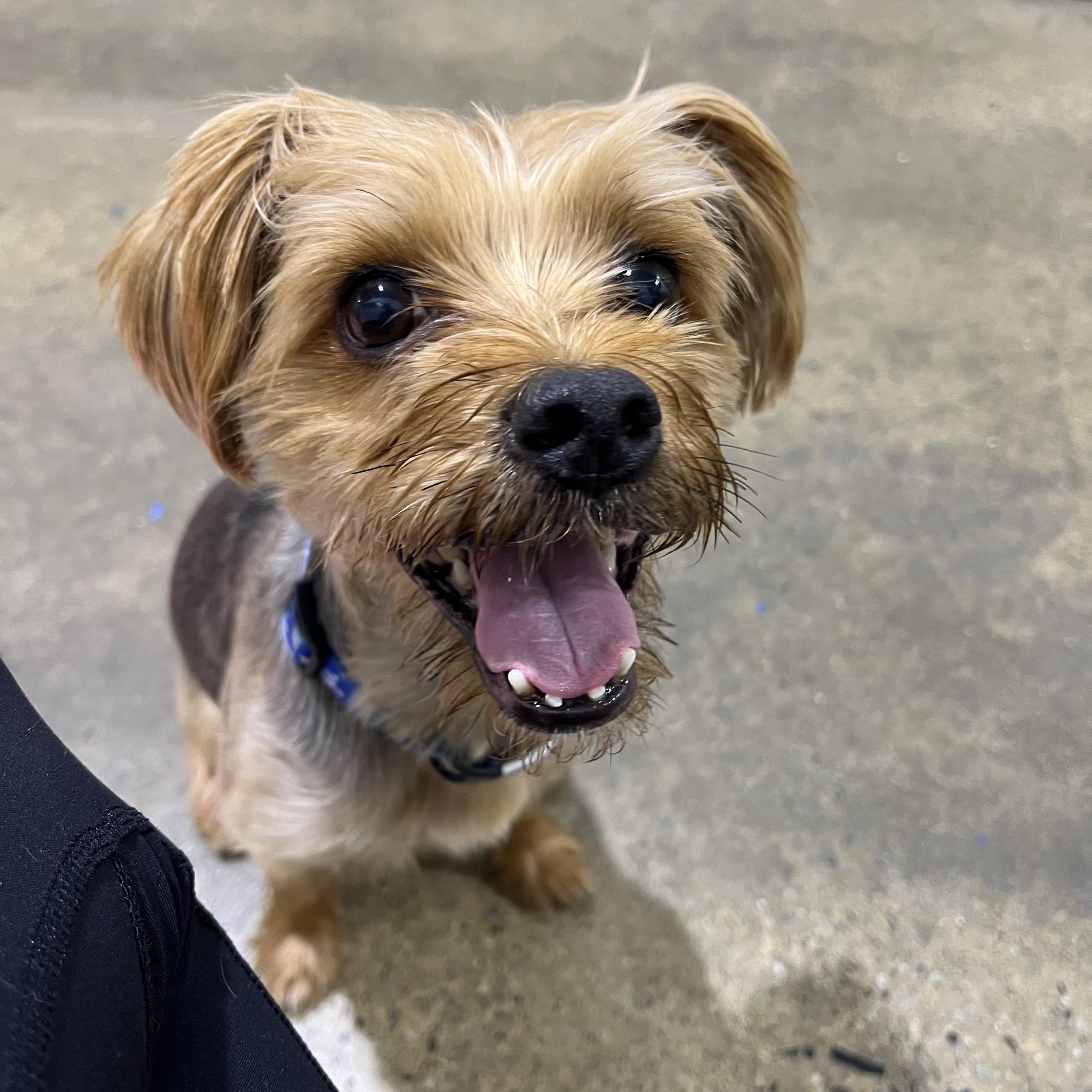 Kieran, Adoptable, Adult Male Yorkshire Terrier.