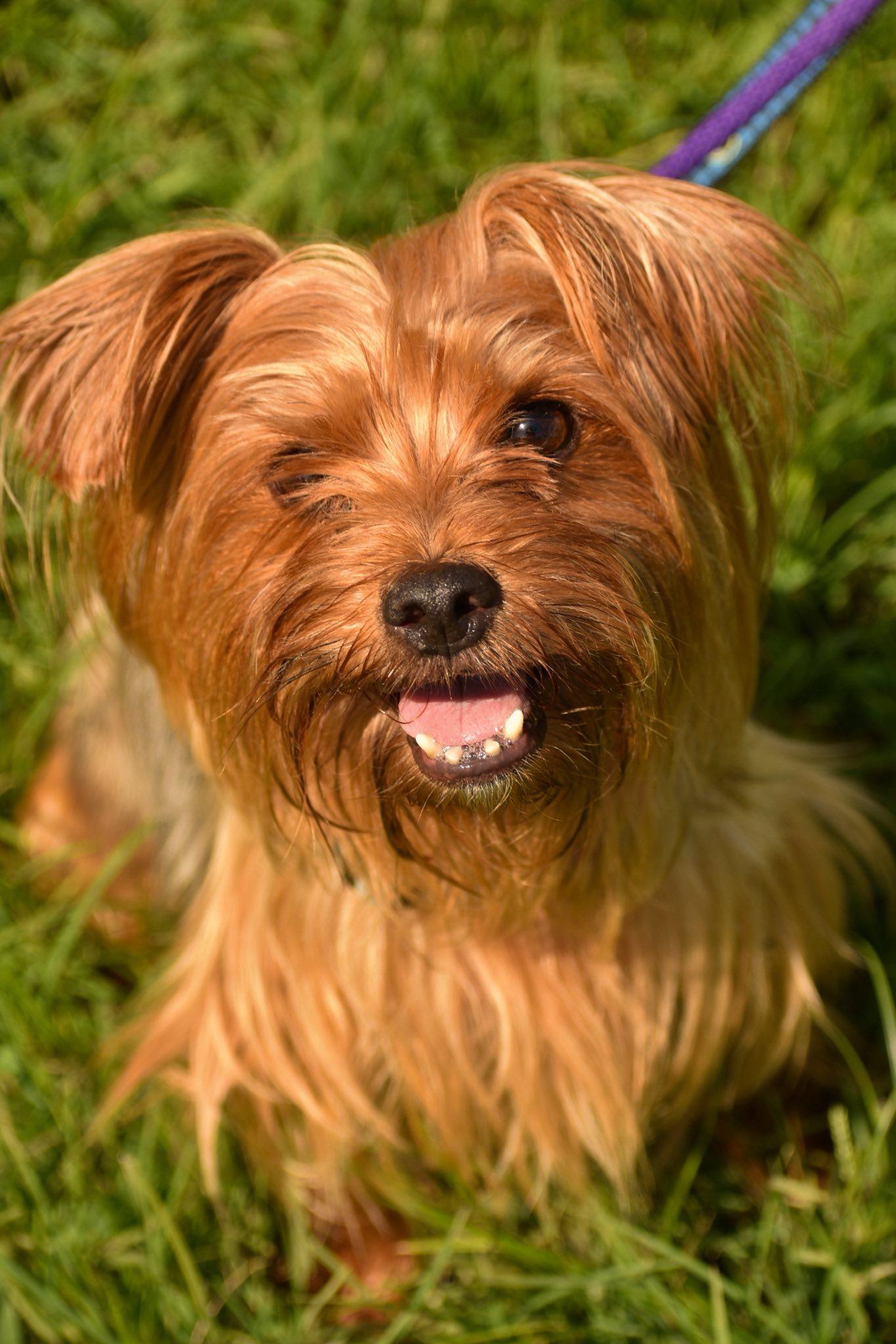 Kieran, a Adoptable Yorkshire Terrier in Edgewood, MD image 2/6