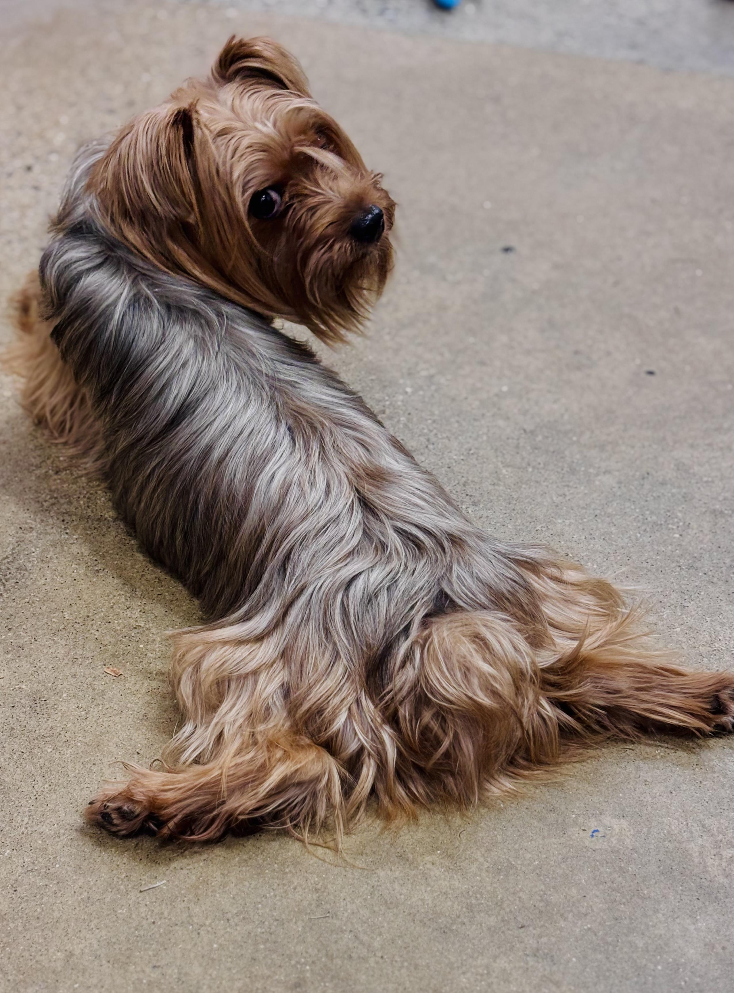 Kieran, a Adoptable Yorkshire Terrier in Edgewood, MD image 4/6