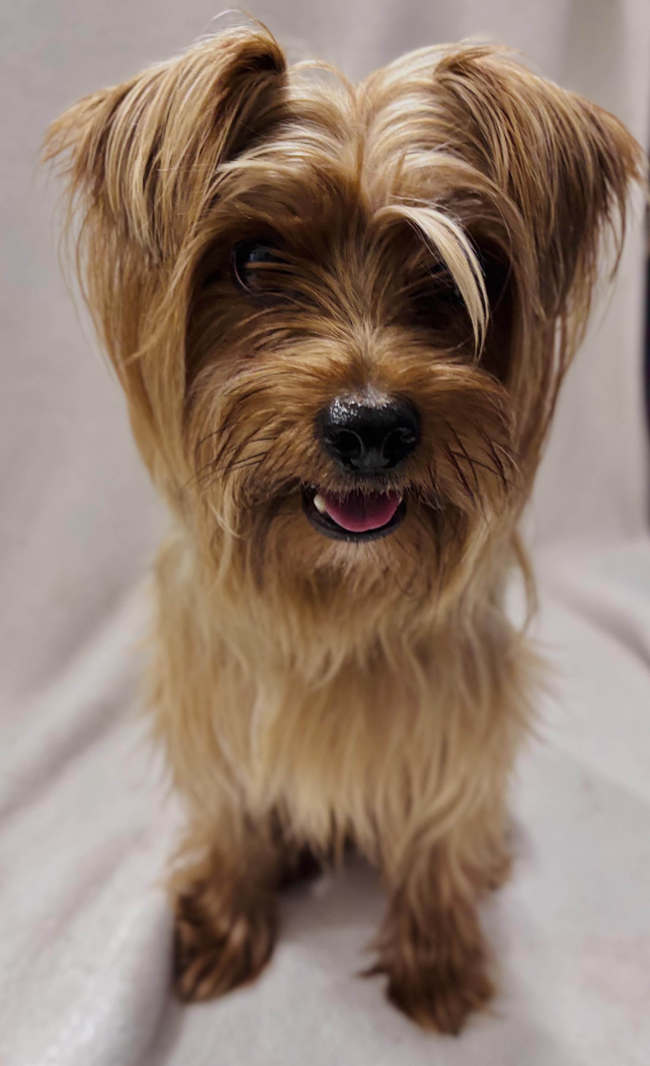 Kieran, Adult Male Yorkshire Terrier