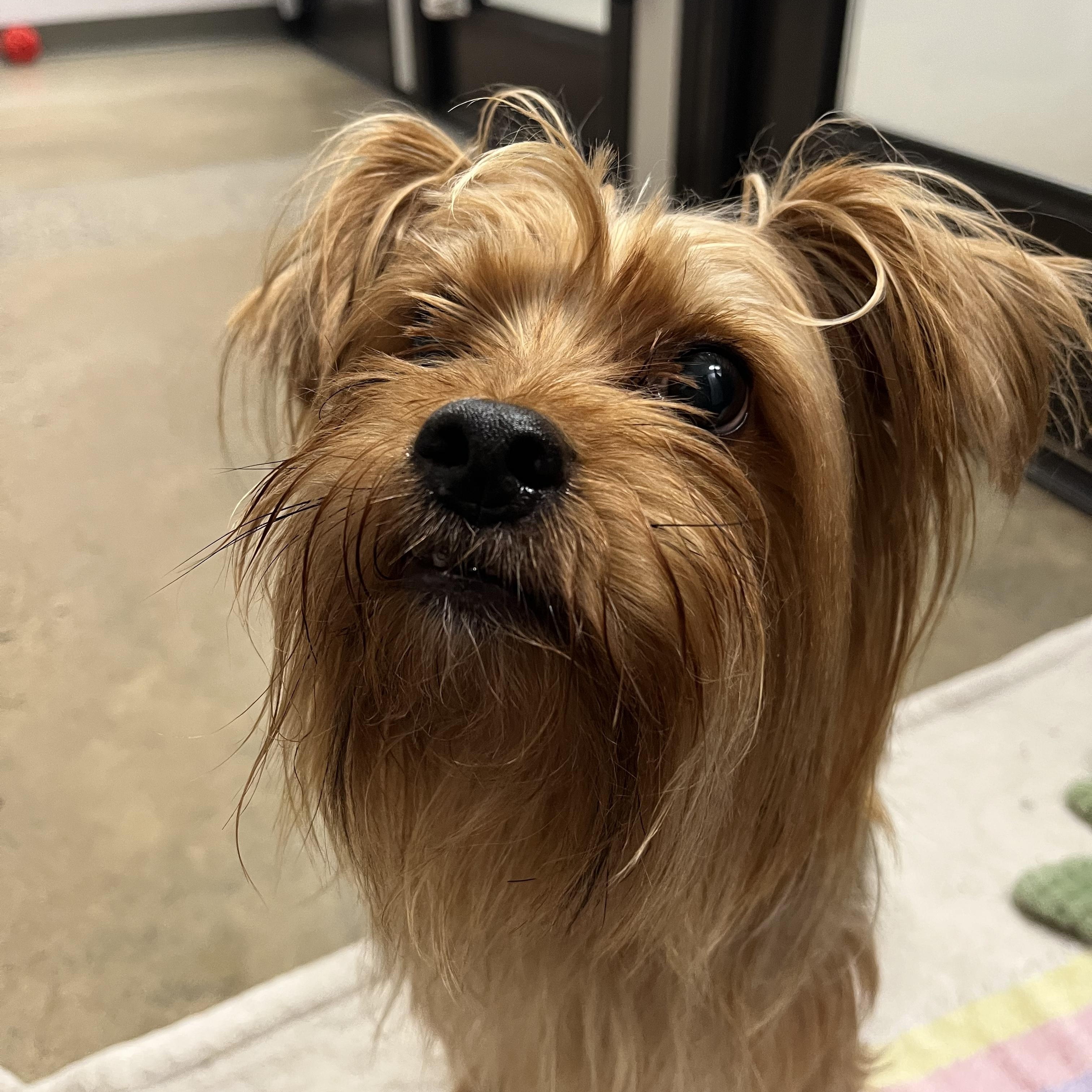 Kieran, a Adoptable Yorkshire Terrier in Edgewood, MD image 5/6