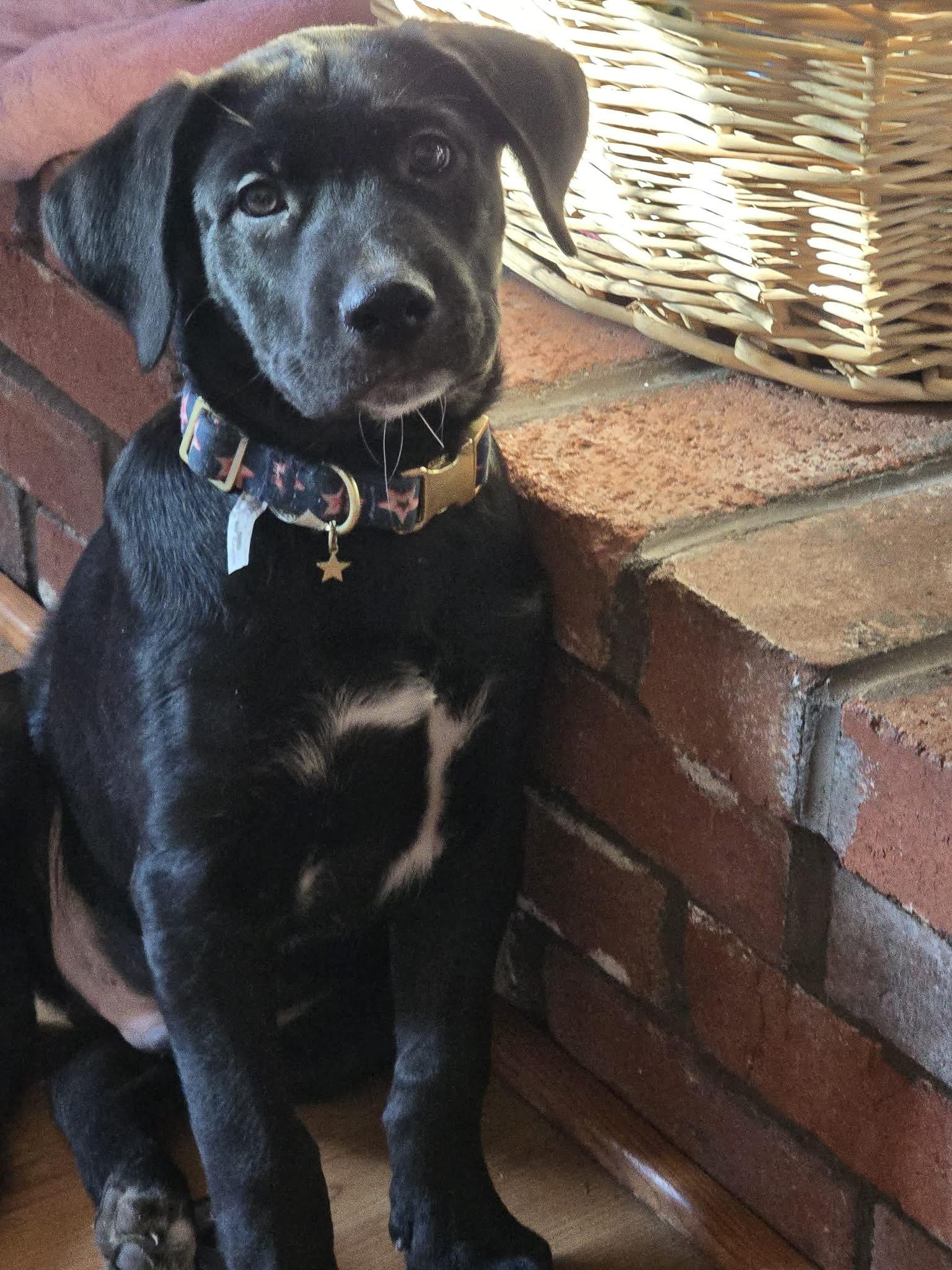 Tank, Adoptable, Puppy Male Labrador Retriever & Australian Shepherd.